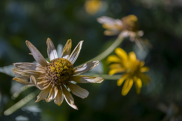 Obraz premium Rudbeckia flower. Garden yellow flower. Still life. dry herb. Autumn