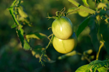 Green Tomatoes in a garden