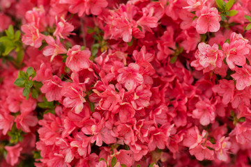 Texture of pink flower azalea