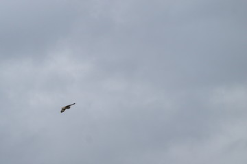 short eared owl