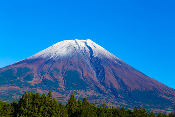 Mt.Fuji.The foreground is　tree.The shooting location is Shizuoka prefecture Japan.