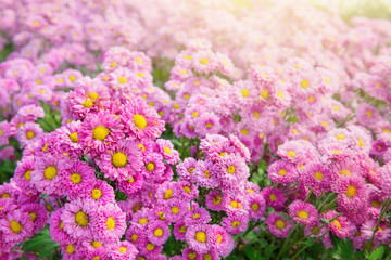 Obraz premium Garden of Chrysanthemum flower