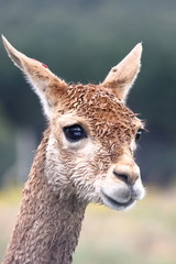 vicuna