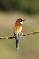 Merops apiaster