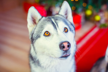 Siberian hussy dog close-up on a New Year tree background. Christmas