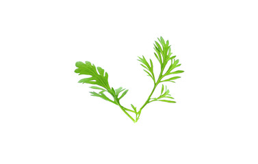 Green coriander leaves close-up, isolation on a white background