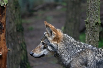 Fototapeta premium wolf