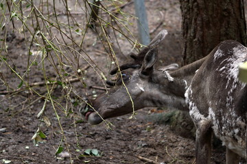 reindeer