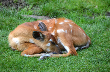 Fawn in the grass