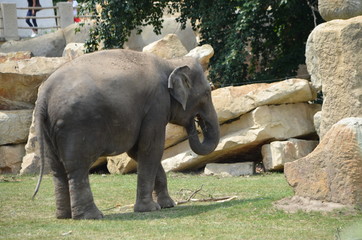 A family of elephants