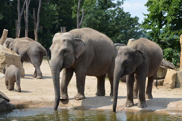 Fototapeta na wymiar A family of elephants
