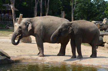 A family of elephants