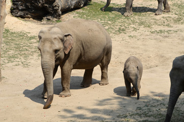 A family of elephants