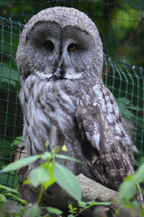 Owl in the cage