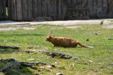  Cat on hunt