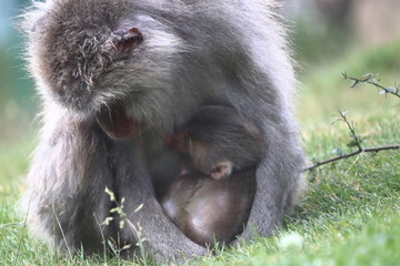 japanese macaque