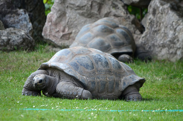  Turtle Huge in the grass