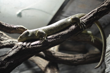 Lizard on a branch