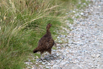 red grouse