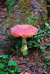 Amanita Muscaria mushroom forest close-up, red cap with white dots