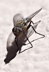 Fly insect macro close-up pest on white background