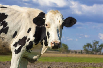 cow on blue sky and green grass background