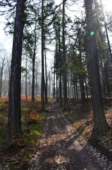  The path between the trees