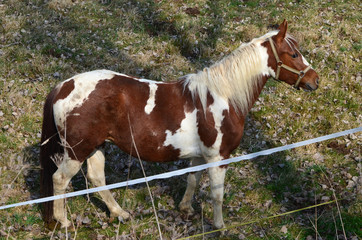  Brown horse white horse
