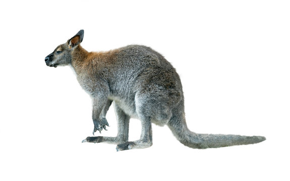 rock wallaby isolated