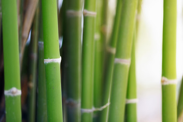 Fototapeta na wymiar Green bamboo forest