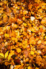 Autumn yellow leaves close up background