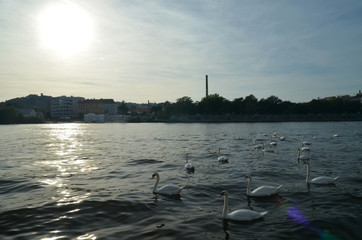 Swan on the Vltava river