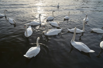  Swans on the lake