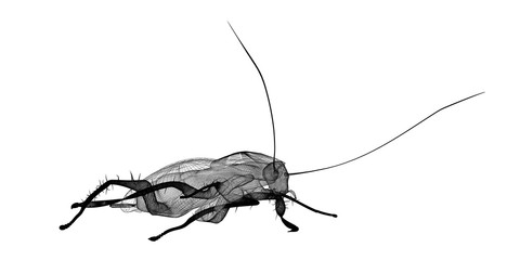 cockroach in wire carcass