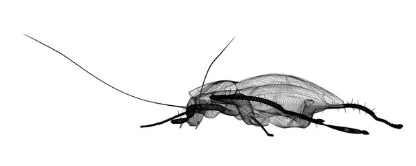 cockroach in wire carcass