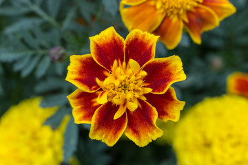  nature yellow marigolds, Red Marietta on green leaves