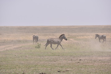 Zebra