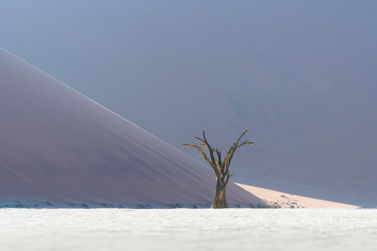 View of dead tree in Deadvlei, Namibia