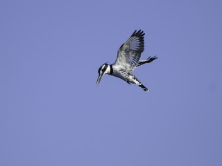 Pied Kingfisher Hovering