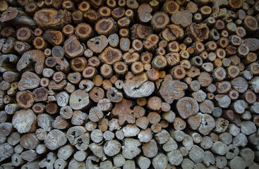 Many of timber tree wood pile together.