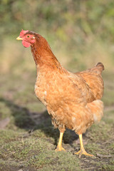 poule coq poulet elevage agriculture grippe aviaire oeufs volaille animaux plume environnement bio air nourriture