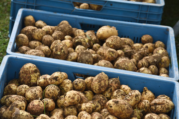 Pomme de terre arrachage terre culture planete alimentation bio legume sante