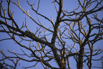 The branches of the tree are empty, no leaves, no flowers, again