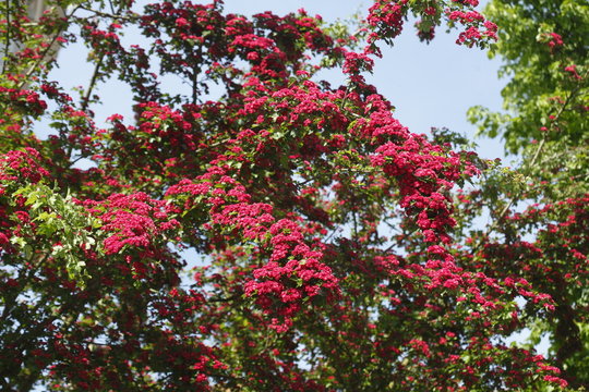 rote Baumblüten auf  Baumzweigen