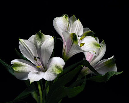 White Alstroemeria Trio 0214