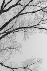 snow covered branches