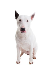 bull terrier on a white background in the studio.