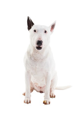 Obraz premium bull terrier on a white background in the studio