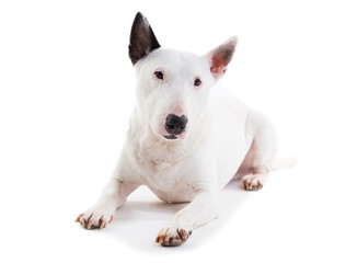 bull terrier on a white background in the studio