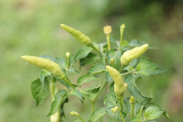 green chili peppers on the tree in garden.